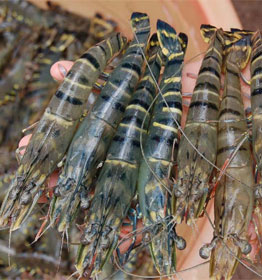 Sugpo prawn forecasted a key export product in 2010